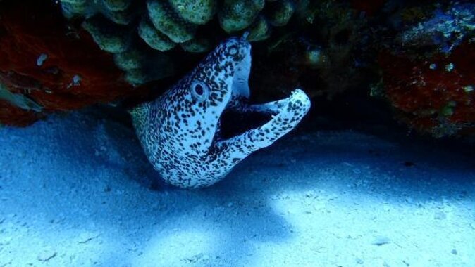 VIP Private Glass Bottom Boat and Snorkeling, 3 Reefs in Cozumel - Key highlights at a glance
