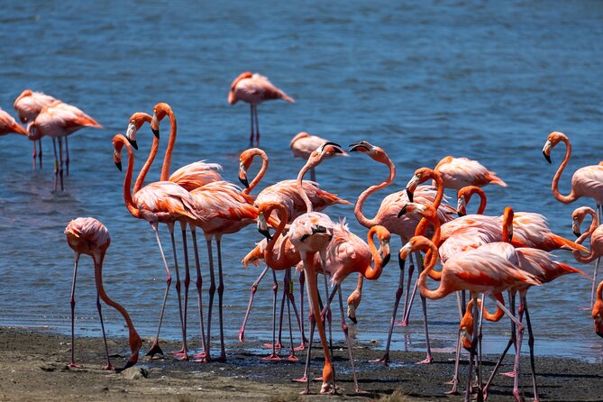 VIP Private Island & Snorkeling Tour – South Bonaire - Red Slave Huts and the Salt-Era Story You’ll Remember
