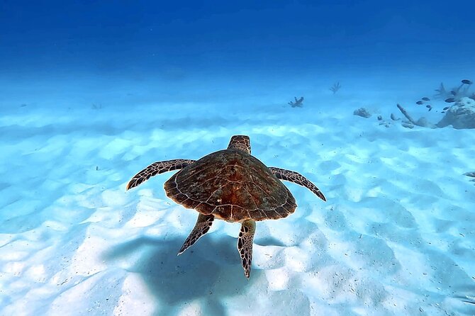 VIP Private Island & Snorkeling Tour – South Bonaire - The Underwater Photo Package: A Souvenir That Actually Helps