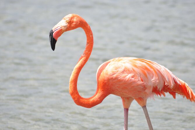 VIP Private North Island Tour - Stop 4: Gotomeer (Flamingo Lagoon + Observation Area)