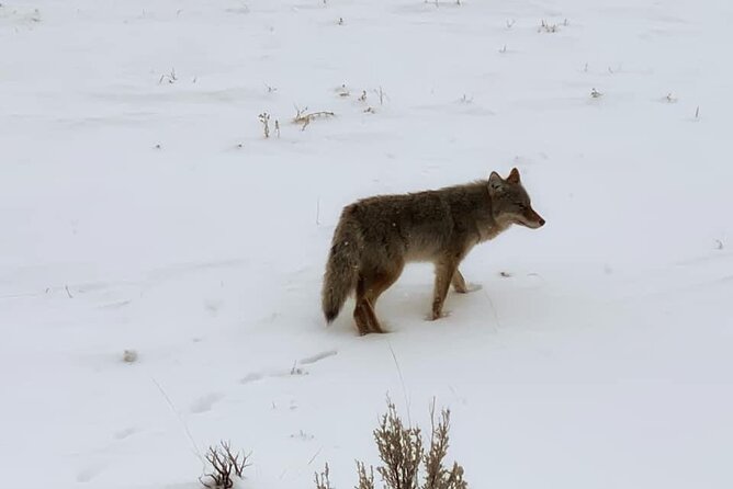 VIP Private North Yellowstone National Park Winter Excursion - Key highlights to expect from this North Yellowstone winter outing