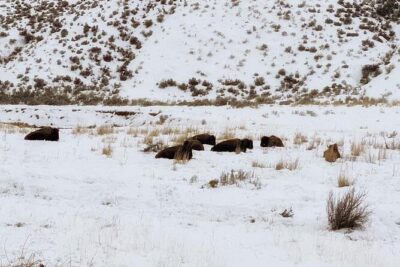 VIP Private North Yellowstone National Park Winter Excursion - Private VIP logistics: you get a guide who drives, you watch