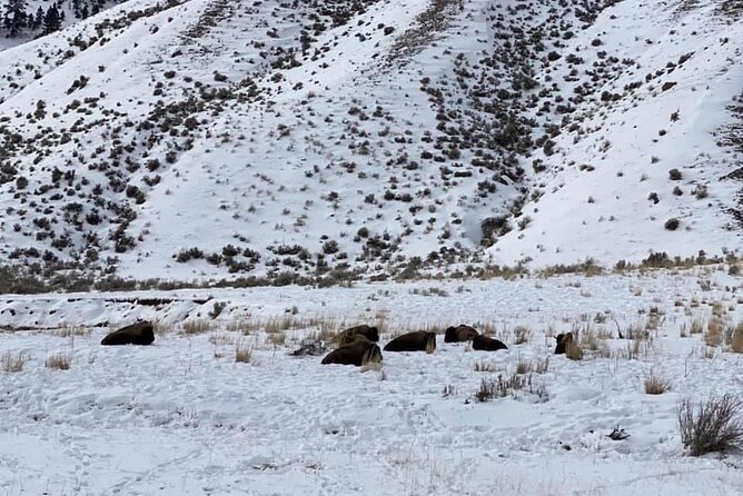VIP Private North Yellowstone National Park Winter Excursion - Undine Falls: a short stop with big winter photo potential