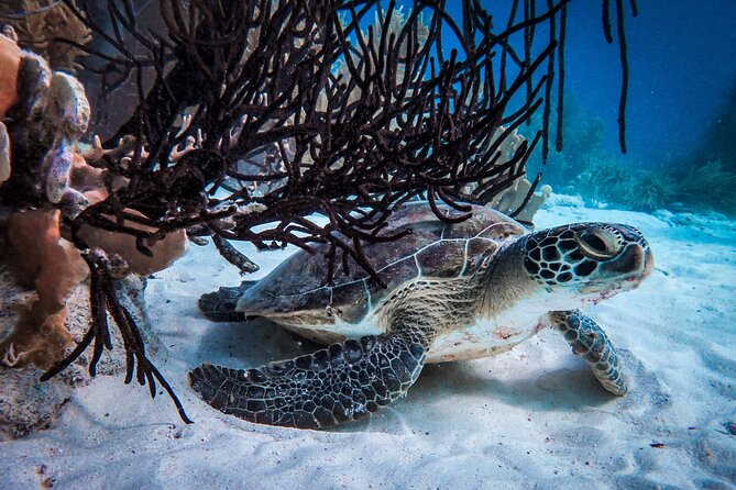 VIP Private Snorkeling Tour with Underwater Photos - Underwater Photos: Why the picture part is more valuable than you think