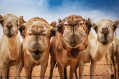 Vip Private Tangier Day Trip - From Hercules Caves to the Camel Beach at Achakkar
