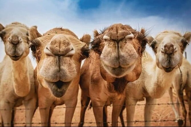 Vip Private Tangier Day Trip - From Hercules Caves to the Camel Beach at Achakkar