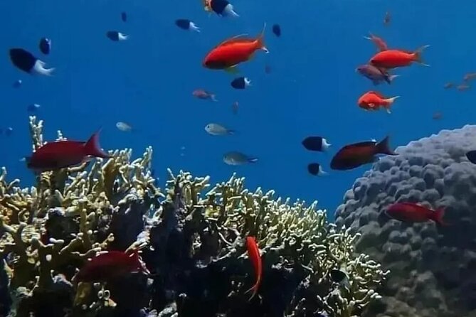 VIP Ras Mohamed and White Island boat trip - Falcon guide time in the water (and why it changes everything)