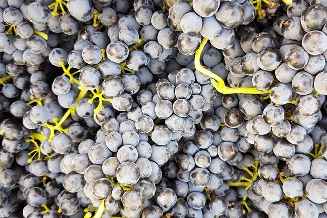 VIP Ronda Wine Tour and Tasting and Gourmet Lunch Experience with Winemaker - How the Costa del Sol 4WD Pickup Sets the Tone
