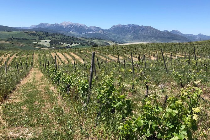 VIP Ronda Wine Tour and Tasting and Gourmet Lunch Experience with Winemaker - Tapas Tastings That Feel Like a Conversation