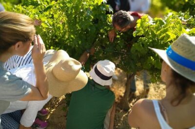 VIP Ronda Wine Tour and Tasting and Gourmet Lunch Experience with Winemaker - Ronda’s 16th-Century Convent Winery: Frescoes, Barrels, and Tajo Views