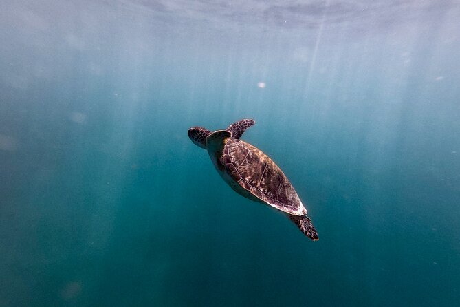 VIP San Juan: Snorkeling Tour with Turtles with Free Videos - Water visibility, crowds, and debris: the real-world conditions to plan for