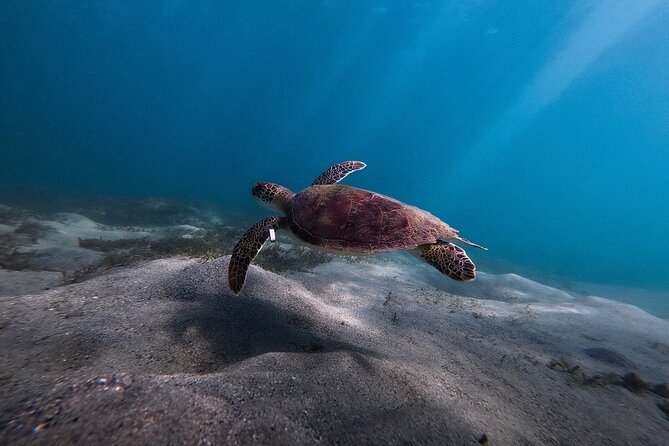 VIP San Juan: Snorkeling Tour with Turtles with Free Videos - Parking, meeting point, and getting there without stress