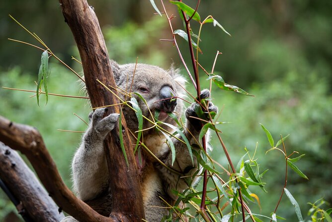 VIP Sanctuary Tour at Healesville Sanctuary - excl. entry - Getting There from Melbourne Without Built-In Transport
