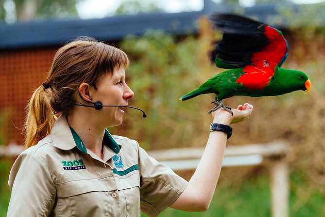 VIP Sanctuary Tour at Healesville Sanctuary - excl. entry - A Quick Decision Guide: Should You Book This VIP Tour?