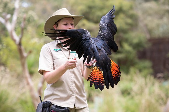 VIP Sanctuary Tour at Healesville Sanctuary - excl. entry - The 10:30am Start: Check-In Timing and What to Bring