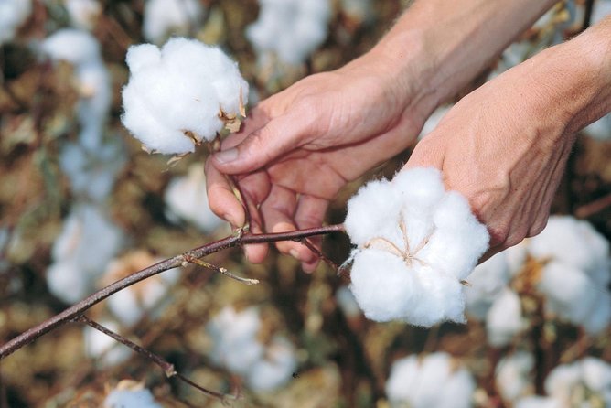VIP Shopping Private Tour Papyrus Perfume Bazaars and Cotton - What to Bring and How to Shop Smart in 4 Hours