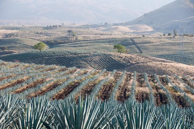 Vip Tequila Experience - Key Highlights That Make This Tequila Day Work