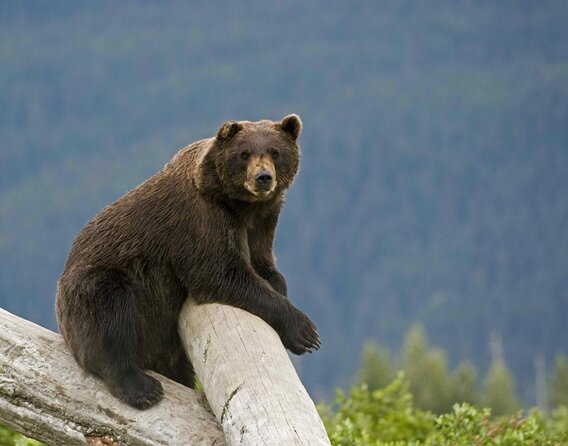 VIP Tour from Anchorage to Alaska Wildlife Conservation Center - Key highlights at a glance