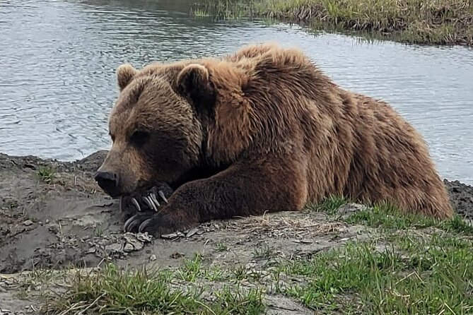 VIP Tour from Anchorage to Alaska Wildlife Conservation Center - Why this VIP Anchorage-to-AWCC plan works in half a day