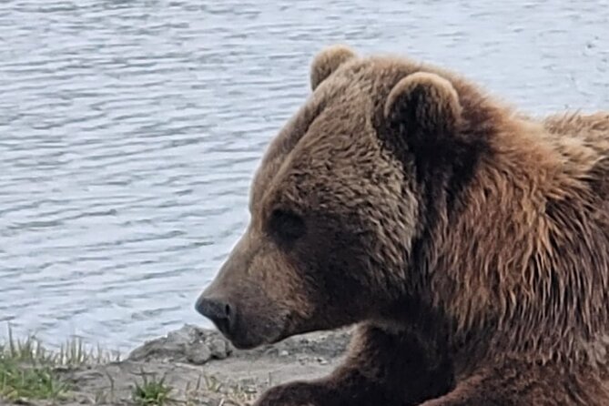 VIP Tour from Anchorage to Alaska Wildlife Conservation Center - The drive through Anchorage and the Turnagain Arm area: short stops, seasonal color, and context