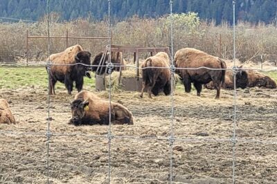VIP Tour from Anchorage to Alaska Wildlife Conservation Center - Alaska Wildlife Conservation Center: rehab, close looks, and how to pace yourself