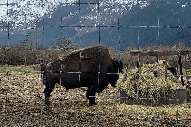 VIP Tour from Anchorage to Alaska Wildlife Conservation Center - Bird Creek stop: a quick taste of typical Alaska camping vibes