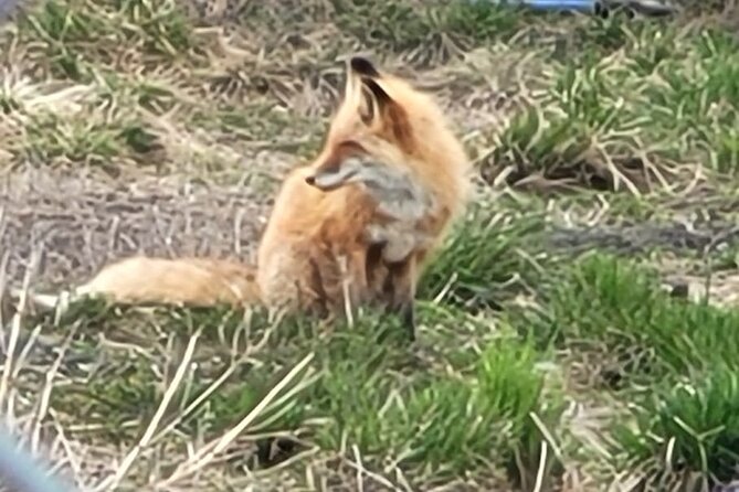 VIP Tour from Anchorage to Alaska Wildlife Conservation Center - Comfort and included items: air-conditioned rides and bottled water