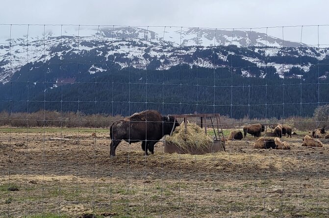 VIP Tour from Anchorage to Alaska Wildlife Conservation Center - Price and value: what $178 per person really buys