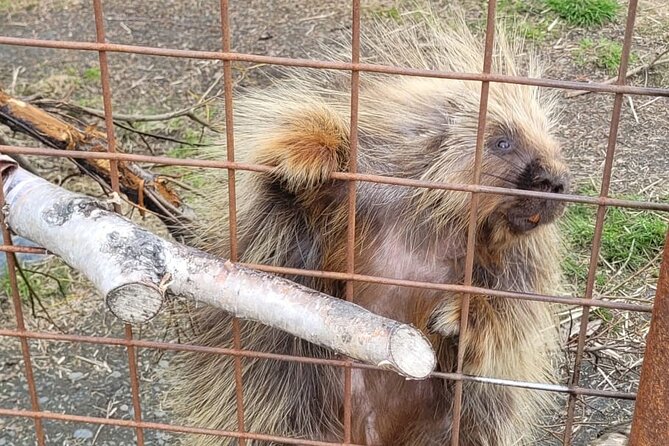 VIP Tour from Anchorage to Alaska Wildlife Conservation Center - Tips to get the most: food timing, layers, and photo sanity