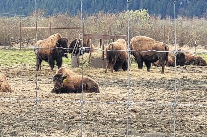 VIP Tour from Anchorage to Alaska Wildlife Conservation Center - Alaska Wildlife Conservation Center: rehab, close looks, and how to pace yourself