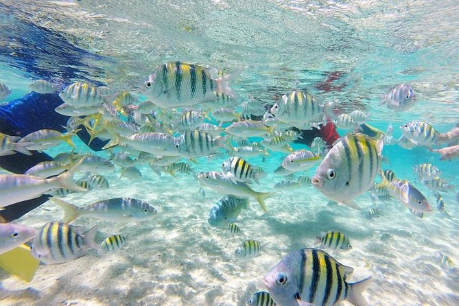VIP tour to Paradise Island & The Mangroves - Paradise Island (Cayo Arena): Fruits, Drinks, and Guided Snorkeling
