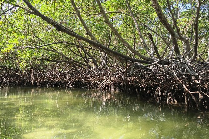 VIP tour to Paradise Island & The Mangroves - Monte Cristi Mangroves: Walking Through a National Park’s Quiet Green World