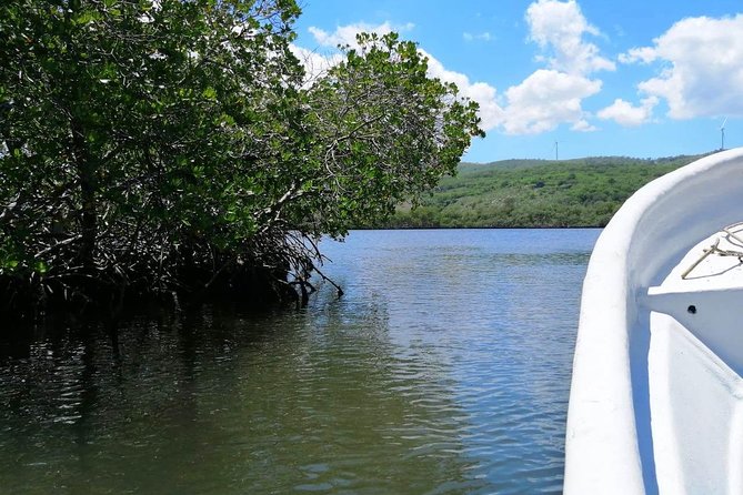 VIP tour to Paradise Island & The Mangroves - Estero Hondo Manatee Stop on the Return