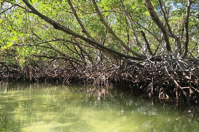 VIP tour to Paradise Island & The Mangroves - Service Matters: Richard’s Attention and Fixing Pickup Problems