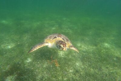 VIP Tulum & Turtles Private Tour - Tulum ruins with a real guide: the Caribbean-side storytelling