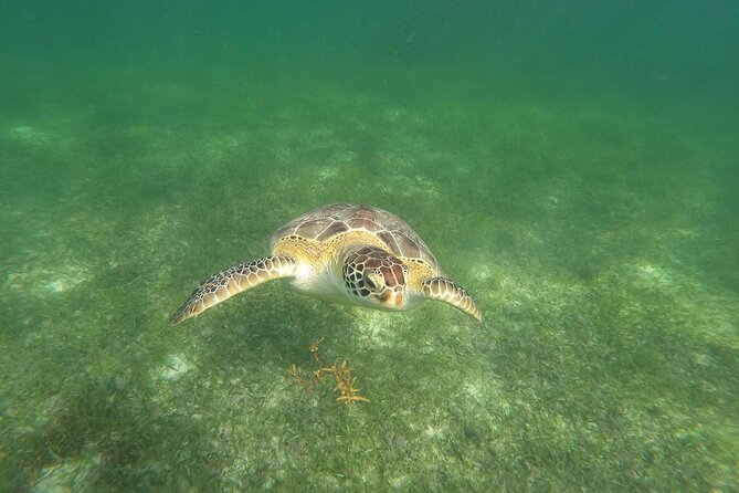 VIP Tulum & Turtles Private Tour - Tulum ruins with a real guide: the Caribbean-side storytelling