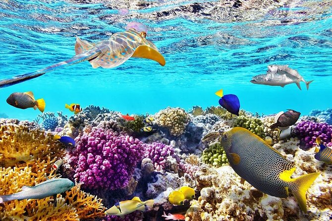 VIP -White Island & Ras Mohamed Snorkel Excursion - From 8:00 Pickup to a Full Day on the Water