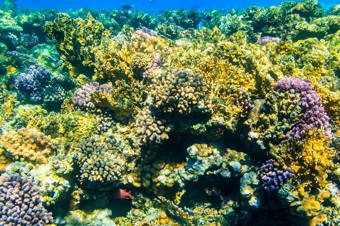 VIP -White Island & Ras Mohamed Snorkel Excursion - Guides Make or Break It: Names to Remember