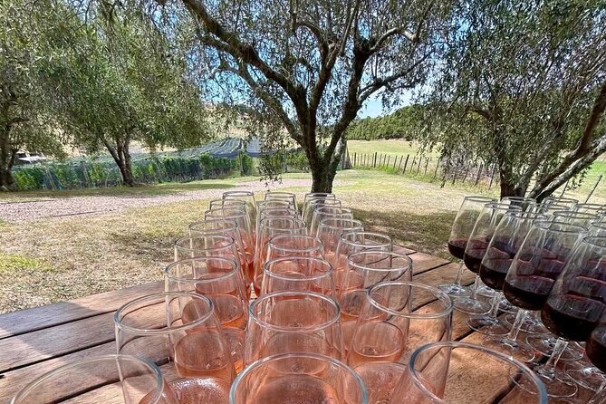Waiheke Island: Afternoon Wine Affair with Ocean Front Lunch - Batch Winery: the high vineyard with the big-sky views