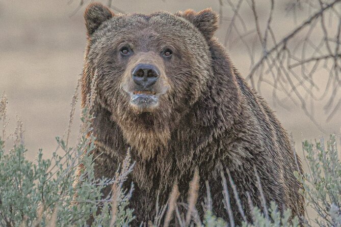 Yellowstone Lower Loop VIP Full-Day Private Tour with Lunch - Key things that make this VIP tour worth your time