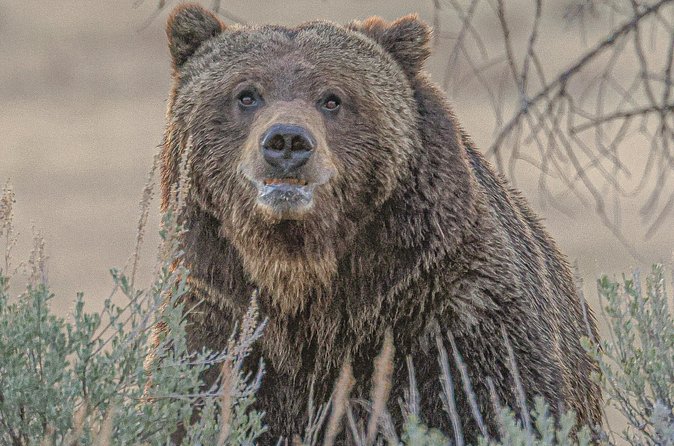 Yellowstone Lower Loop VIP Full-Day Private Tour with Lunch - Gibbon Falls: The Photo Stop That Teaches You the Park’s Age